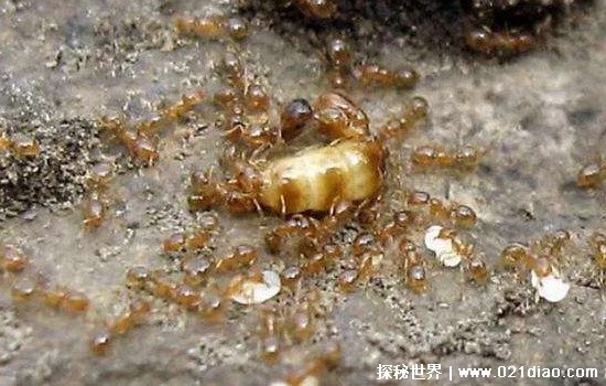 世界上最大的蚂蚁，3.7厘米的公牛蚁(2米的蚂蚁并不存在)