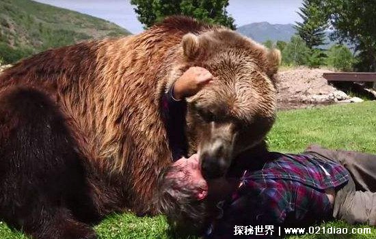 熊的天敌是什么动物，处在食物链顶端没有任何天敌