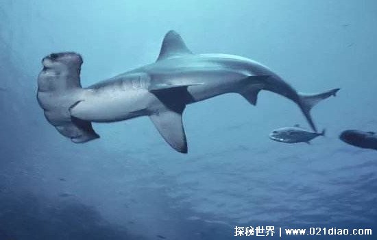 世界上最稀有的鲨鱼，忍者灯笼鲨是新物种/格陵兰睡鲨可活400年