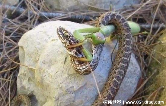 蛇为什么怕螳螂，螳螂锯齿前腿可以牢牢勾住蛇的头部