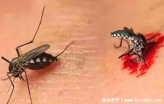 蚊子只吸人血吗，不是(也吸其它动物的血/雄蚊不吸血)