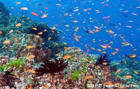 地球上最深的海，珊瑚海最深达9174米(也是世界上最大的海)