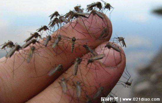 蚊子为什么不灭绝，影响生态平衡只是其中一个原因
