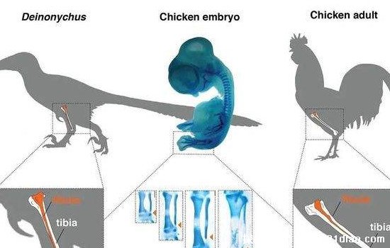 鸡是恐龙的后代吗，是的(科学家推测鸡是通过恐龙演化而来的)