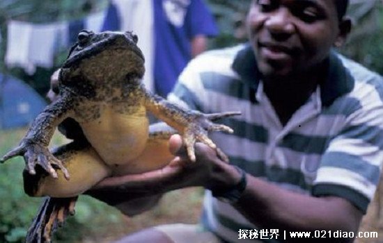 世界上体型最大的青蛙，非洲巨蛙(重6斤长1米/最高能跳5米)