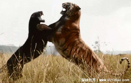 老虎为什么打不过黑豹，黑豹体型小更灵活还善于爬树