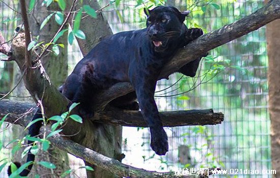 老虎为什么打不过黑豹，黑豹体型小更灵活还善于爬树