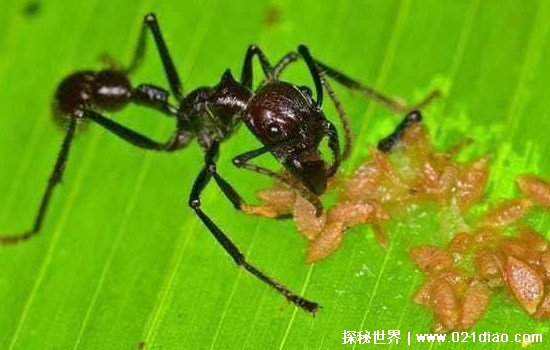 子弹蚁的天敌，驼背蝇在子弹蚁身上产卵(最后将其活活吃掉)