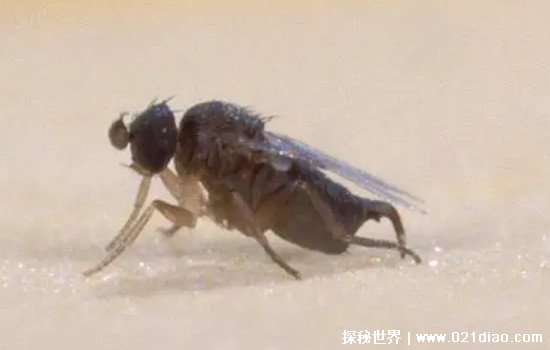 子弹蚁的天敌，驼背蝇在子弹蚁身上产卵(最后将其活活吃掉)