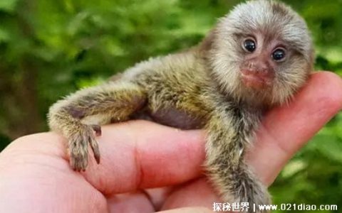 世界上最小的猴子，侏儒猴(10厘米长80克重/仅有拇指大小)
