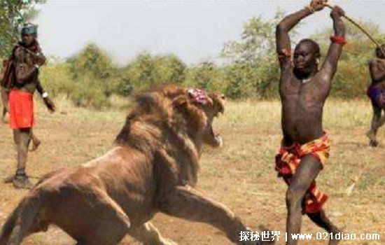 狮子的天敌是什么动物，只有人类(狮子处于食物链顶端)