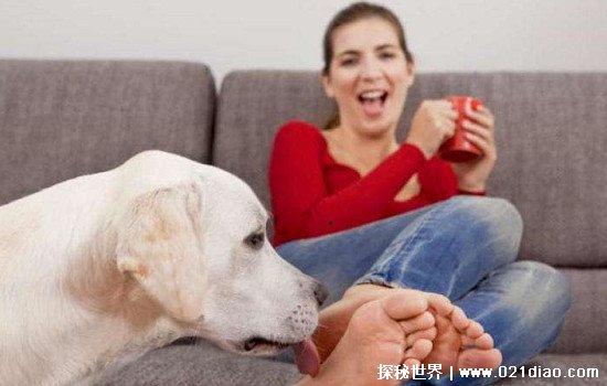 狗狗舔主人手脚意味着什么，喜欢主人对其表达爱的一种方式