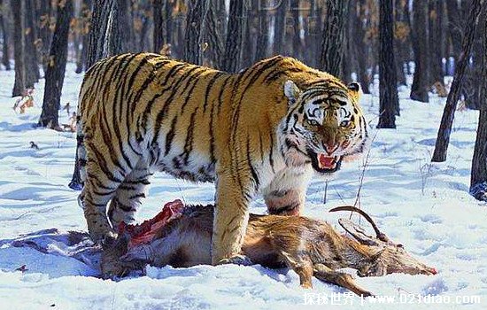 世界上最大的老虎，东北虎又名西伯利亚虎(重700斤/长2米9)