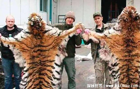 世界上最大的老虎，东北虎又名西伯利亚虎(重700斤/长2米9)