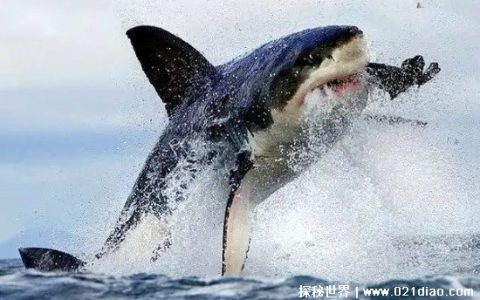 世界上最恐怖的鲸鱼，虎鲸(大白鲨都是它的美食/附视频)