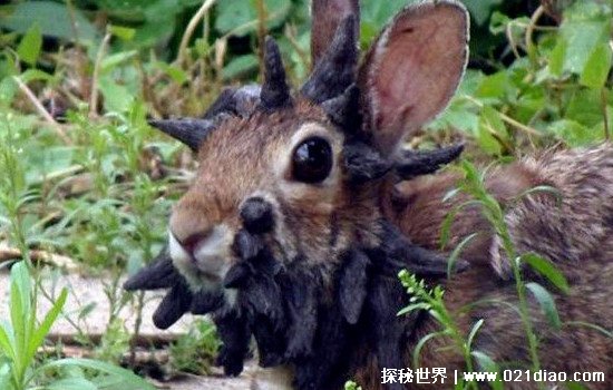 巨型食人兔真的存在吗恐怖图片，巨型兔子真的存在但并不吃人