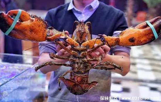 世界上最大的虾，波士顿龙虾(重40.28斤/全长1.06米)