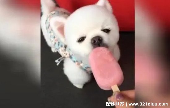 狗能吃雪糕吗，不能(会造成狗狗腹泻肠胃不适等疾病的发生)