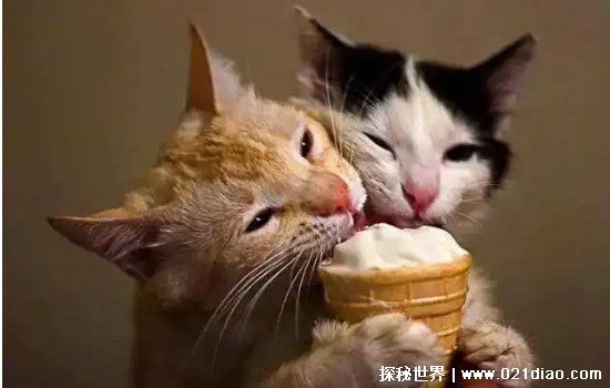 猫咪可以吃雪糕吗，不能(影响猫咪的肠胃以及口腔健康)