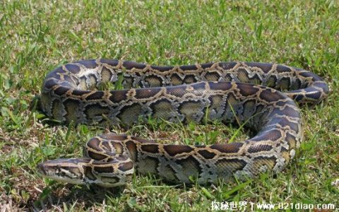 中国出现过最大的蛇，缅甸蟒(最长达到了9.75米)