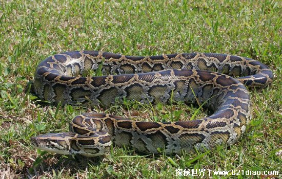 中国出现过最大的蛇，缅甸蟒(最长达到了9.75米)
