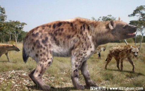 巨鬣狗为什么灭绝，气候变冷可能性最大(和尼安德特人没关系)