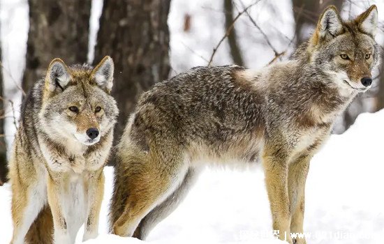 狼为什么吃郊狼，不但可以获取食物还可以减少竞争