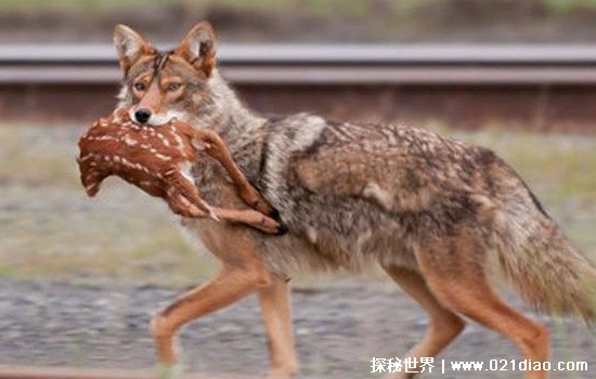 狼为什么吃郊狼，不但可以获取食物还可以减少竞争
