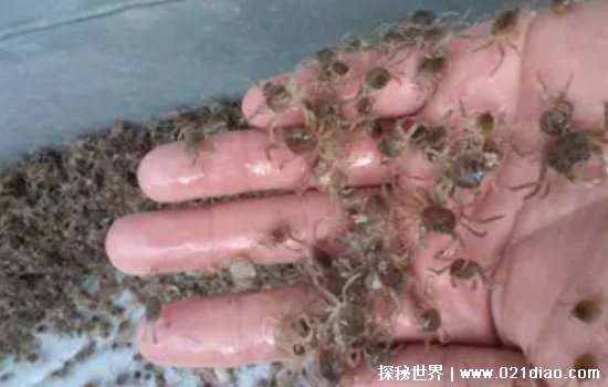 世界上体型最小的螃蟹，豆蟹(只有1厘米但却可以夺走宿主生命)
