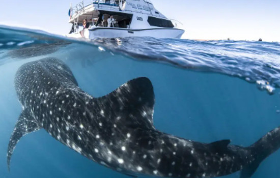 最大的鲨鱼身长20米，鲸鲨(世界上最大的鱼类)