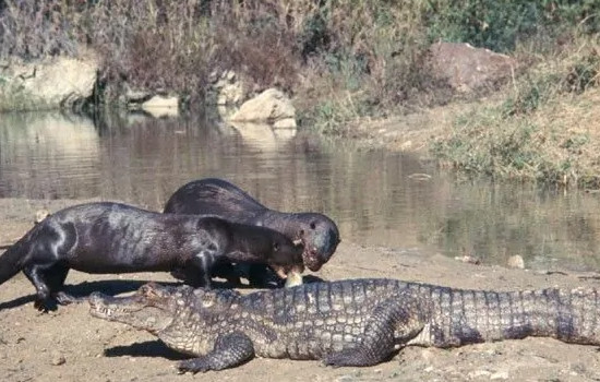 鳄鱼为什么打不过水獭，大水獭聪明灵活还是群居性动物