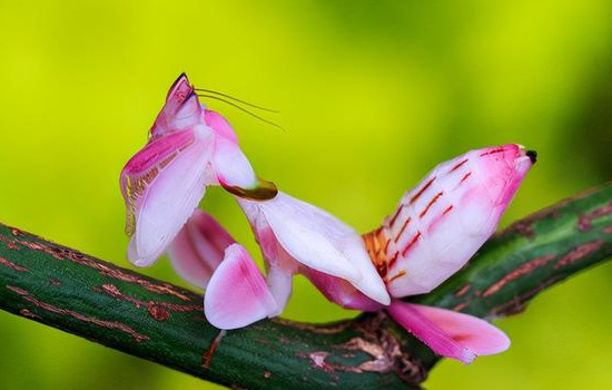 世界第一螳螂有多恐怖，马来树枝螳螂(体型巨大喜欢捕食蛇)