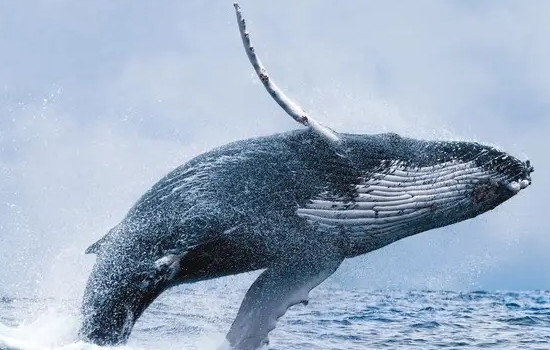 史前最大的海洋生物，霍夫曼沧龙(体长17米体重24吨)