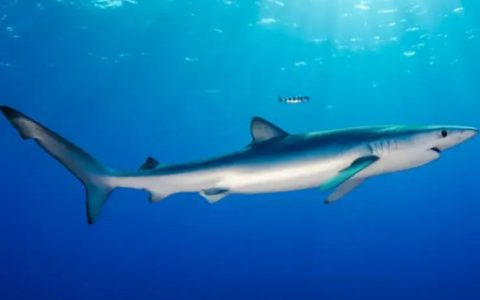 世界上最漂亮的鲨鱼，大青鲨(同时也很危险会主动攻击人)