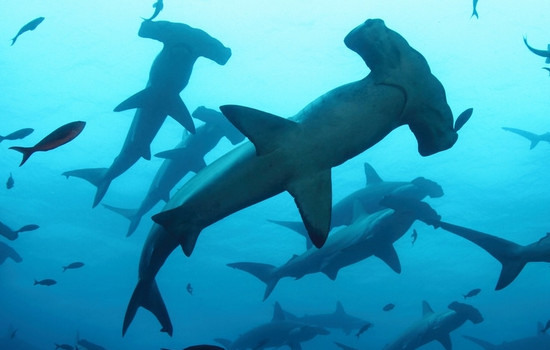 世界上最漂亮的鲨鱼，大青鲨(同时也很危险会主动攻击人)