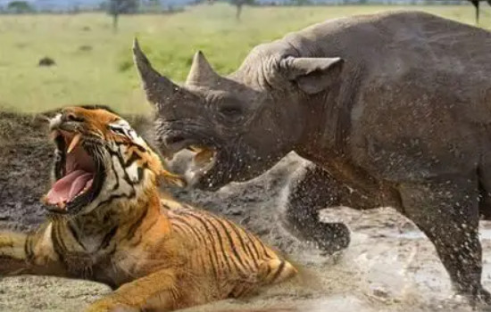 能杀老虎的四种动物，大象/棕熊/犀牛/河马(每一个都轻松碾压)