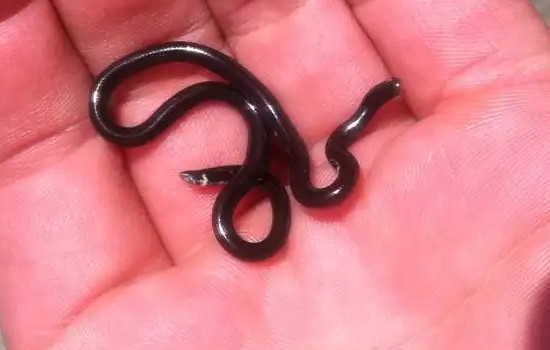 世界上最小的蛇，钩盲蛇(体长6厘米经常被认为是蚯蚓)