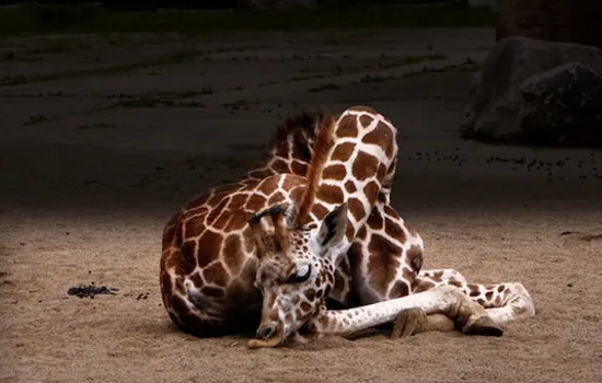 长颈鹿可以趴着睡觉吗，可以(一晚上有20分钟趴着睡)