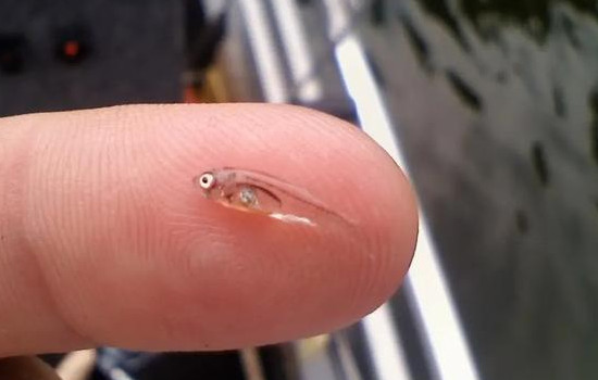 世界上最小的鱼是什么，胖婴鱼(体长7毫米体重1毫克)