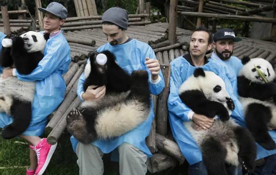 大熊猫吃人图片，假的(大熊猫不会吃人图片都是P的)