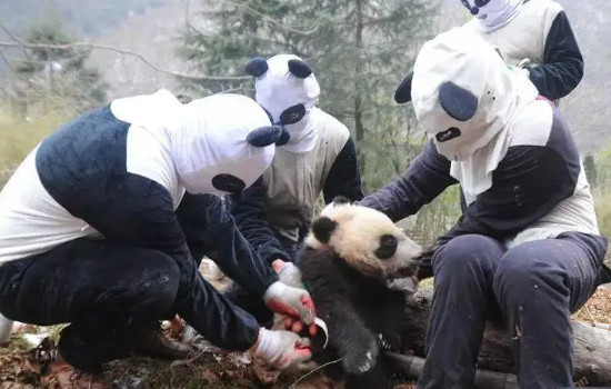日本养死了几只熊猫了日本为什么杀大熊猫，5只(是病死的)