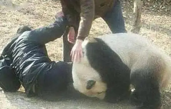 日本养死了几只熊猫了日本为什么杀大熊猫，5只(是病死的)