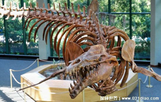 世界上最早的鲸鱼，古蜥鲸(生活在4500万年前是现代鲸的祖先)
