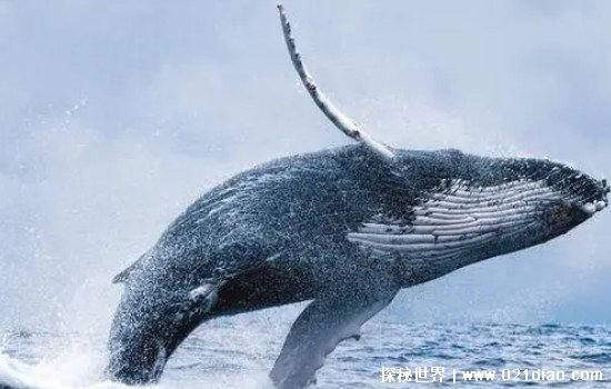 世界上最早的鲸鱼，古蜥鲸(生活在4500万年前是现代鲸的祖先)