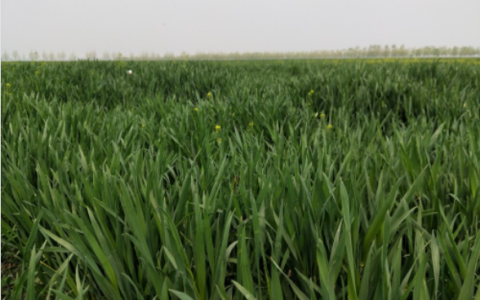 2022年小麦价格会上涨吗-2022年5月小麦价格趋势预测