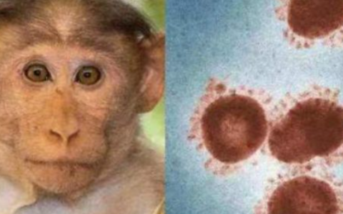 猴痘病毒从哪来-美国实验室跑出的猴子去哪了