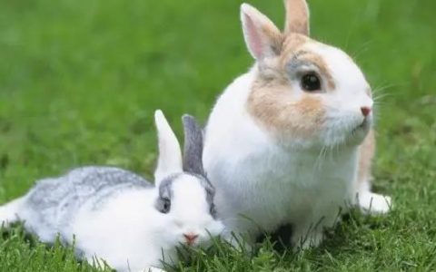 生肖兔命中有两大贵人-属兔2022年谁都躲不过的劫难
