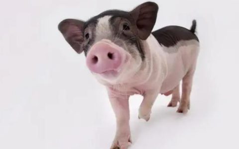 2022年养猪的前景分析-2022猪价何时才会上涨