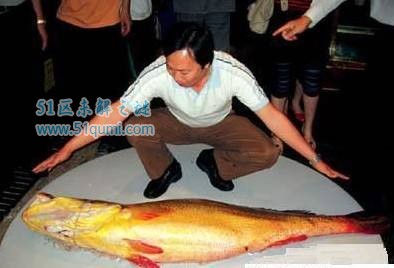 金钱鳘身价数百万的鱼类 金钱鳘鱼胶一斤高达150万元