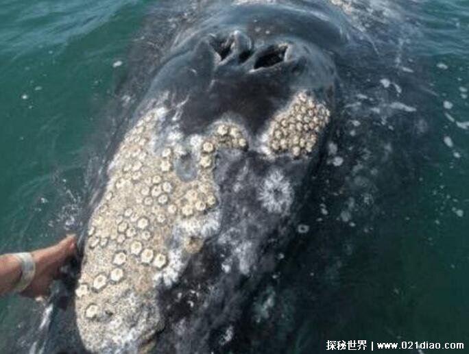 藤壶是什么东西在鲸鱼身上疼吗，寄生在鲸鱼身上让鲸鱼非常痛苦